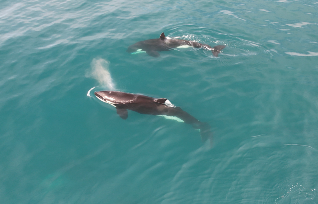 Sardine run orca encounter by GoDive