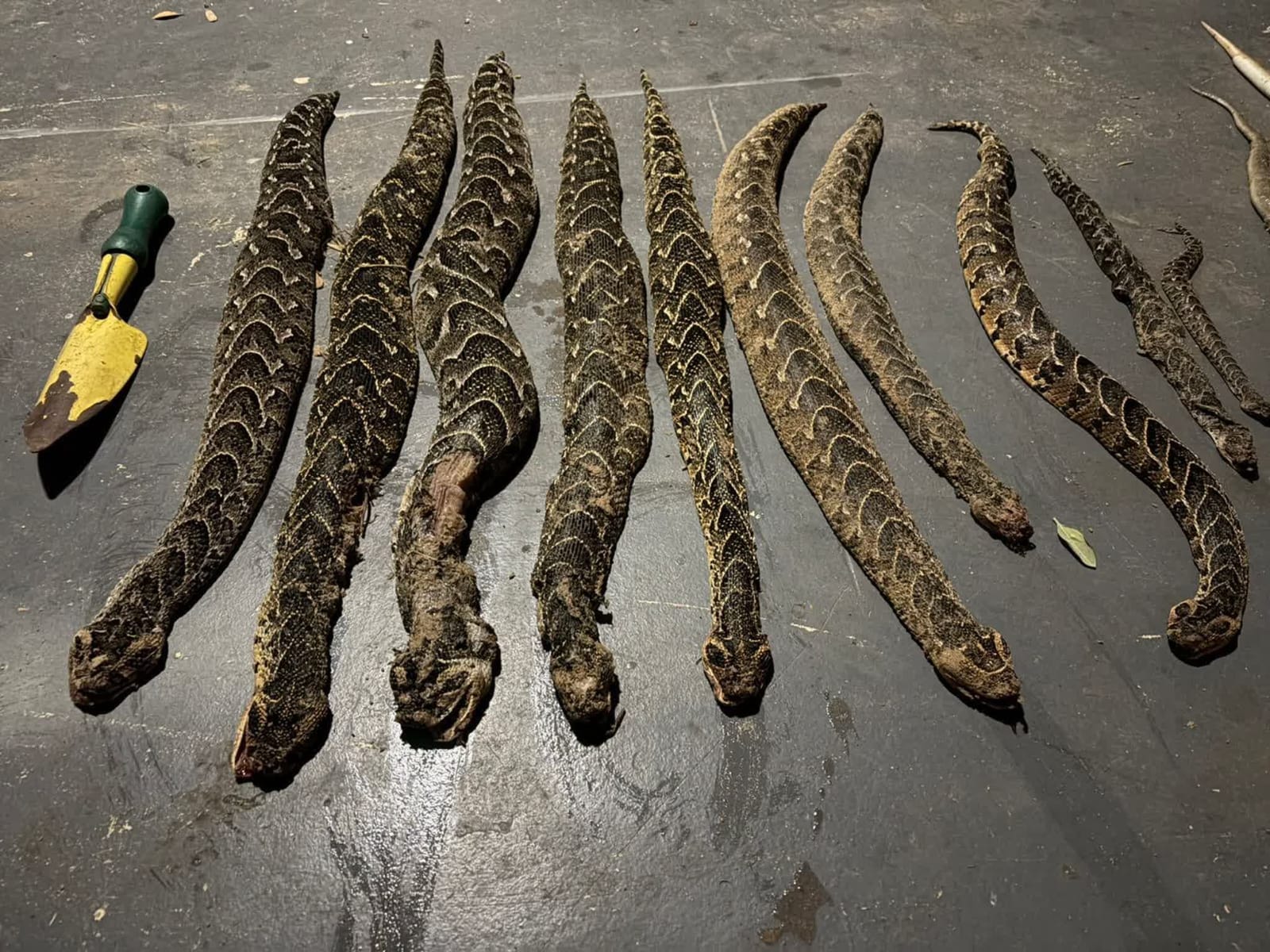 Snakes on the beach - puff adders in JBay
