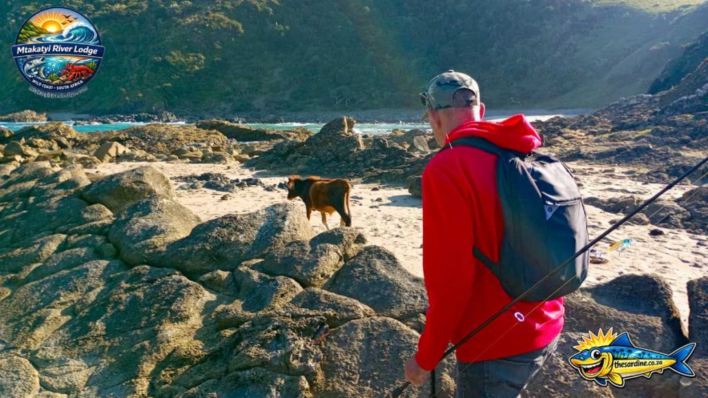 Buzz Friday herding a lost cow at Banana Bay