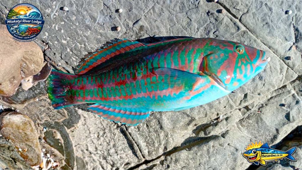 The Rainbow Wrasse that caused all the fuss (its not a parrotfish!)