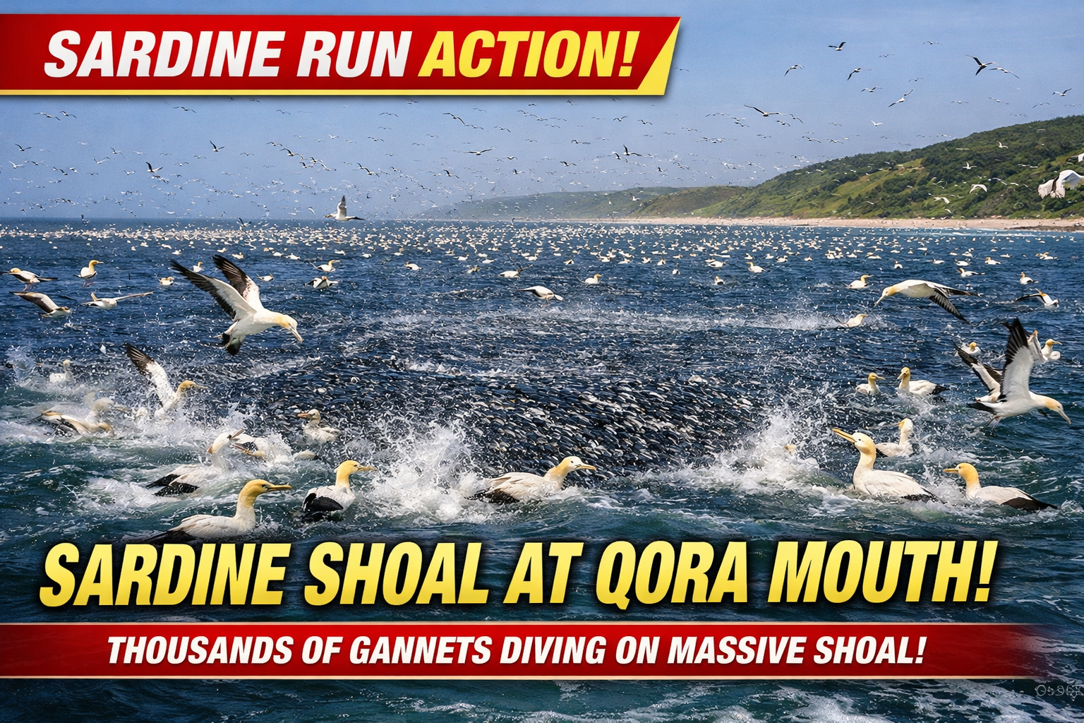 Breaking Sardine Run Update 2 July 2026