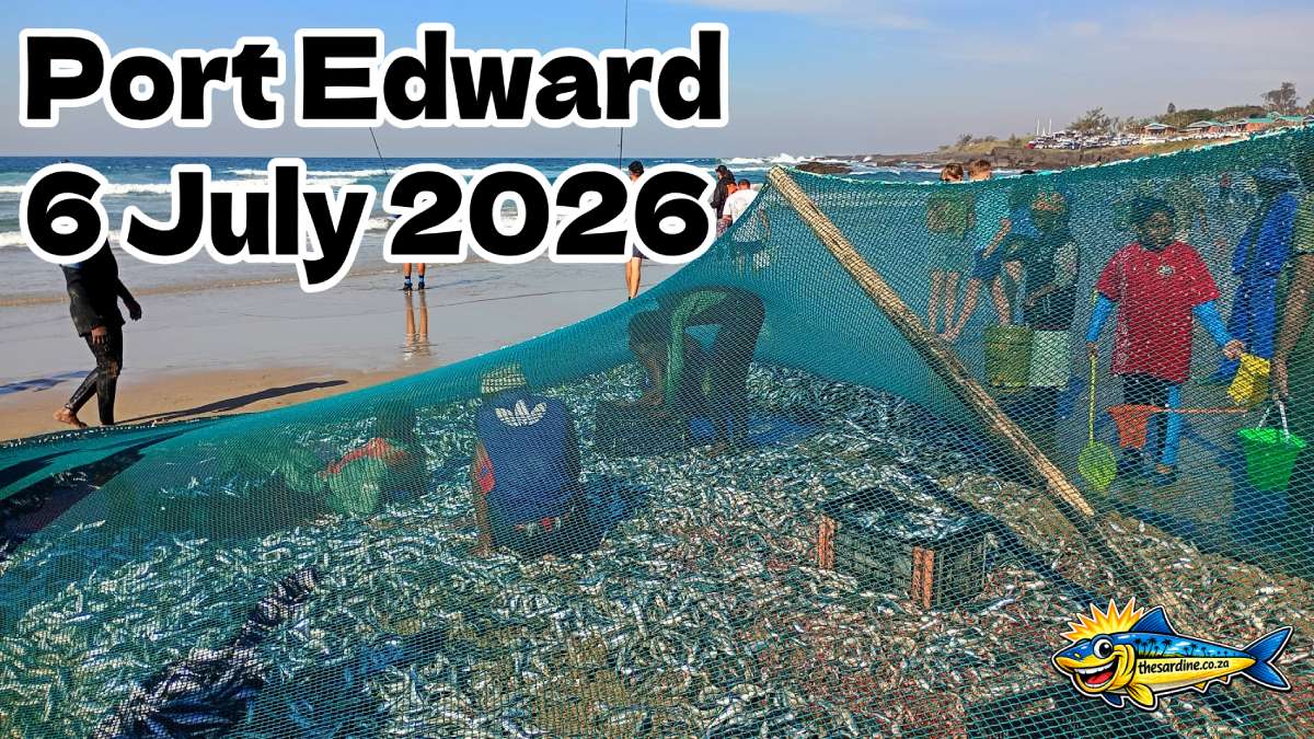 Sardines Netted at Port Edward 6 July 2026