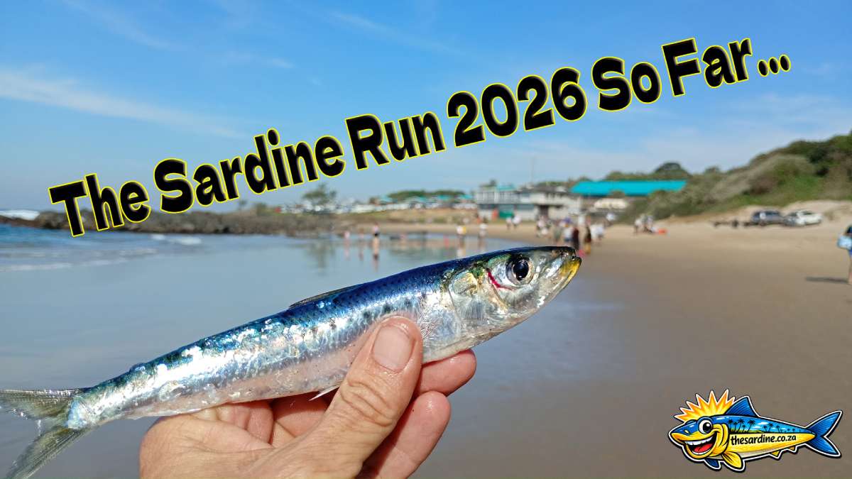 The Sardine Run 2026 So Far