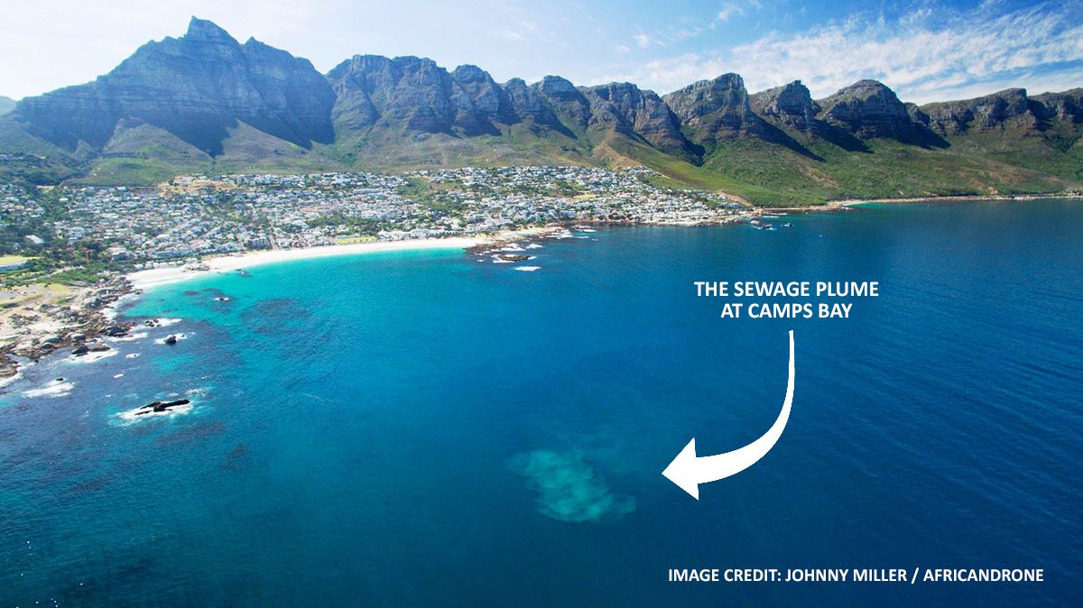 Sardines and Cape Town Sewage